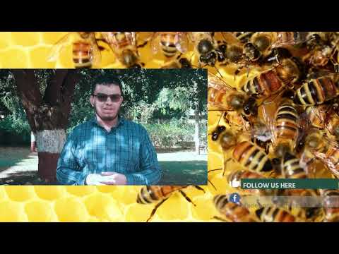 Live Premiere: To Bee or not to bee?