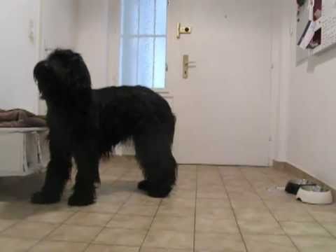 Briard Drinking Manners dog trick