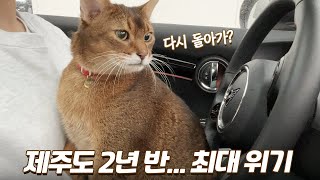 Download lagu It's been two and a half years since I quit my job and moved to Jeju Island... I feel like I've h... mp3