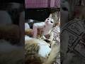 Usire Nee Thane Kunjuttan Sundarikkutti Catlover Shorts