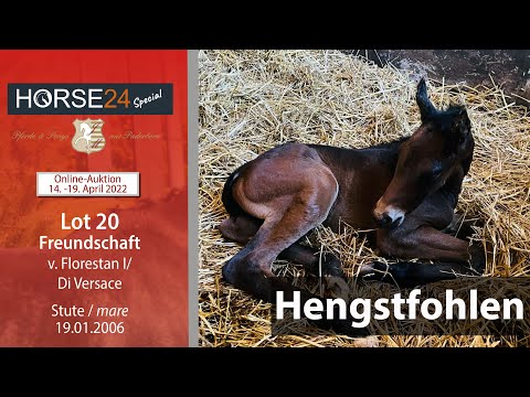 Horse24 Special Auktion Mielesko-Vekens HF v. Don Rousseau von Lot 20 Freundschaft v. Florestan I