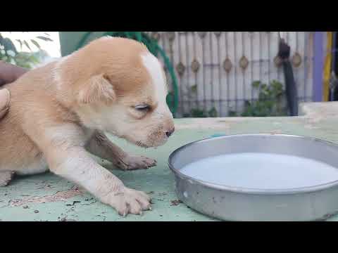 Feeding to Puppy