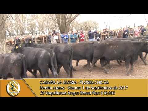 1-09-17 Venta de Vaq. P. Hereford y Angus  C/Gtia de Preñez. - La Gloria - Flores Chicas - B. Juarez