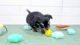 ハーフ犬の動画01