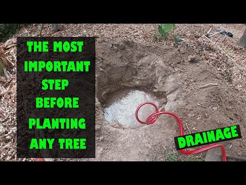 Checking for drainage, the most important step when planting any tree