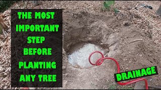 Checking for drainage, the most important step when planting any tree