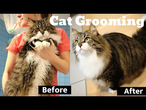 Cat grooming - Siberian Cat Diamond bathing! Full grooming Guidelines & detailed Product Description