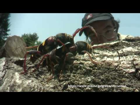 虫の目レンズの世界　クリストフコトラカミキリの産卵