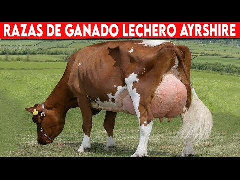 , title : '🔴 Raza De Ganado  AYRSHIRE Ventajas y Desventajas ✅  Vacas  AYRSHIRE LECHERO //'
