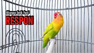 Download lagu Lovebird Gacor NGEKEK PANJANG JAGO Bikin BUNYI, Putarkan Saja, !! Pasti NYAUT mp3