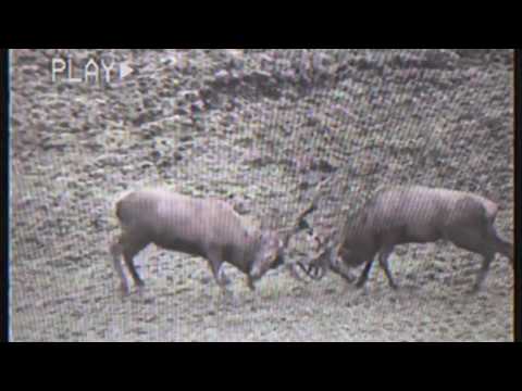 FRAKSHA x ALEX JONES x SCOTTY HINDS - TOGETHER (video) #grimedownunder