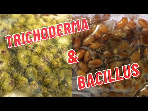 Mushroom Contamination - Bacillus (Wetspot) and Trichoderma (Green Mold)