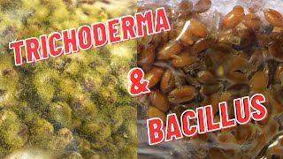 Mushroom Contamination: How to Identify, Prevent, and Respond