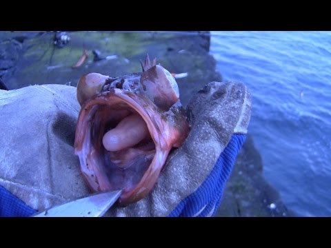 "Kalastusta" Jäämerellä - Gerbiilimies style