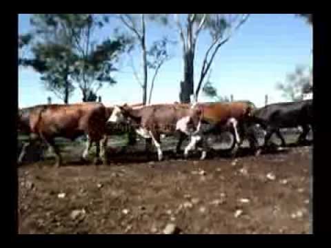 66 novillos a la venta