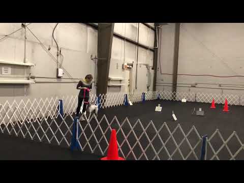 AKC Rally | Hedwig | Novice Q #2 | Dec2017