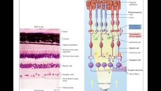 The Eye   Phototransduction