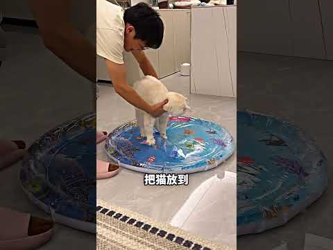 水床骗不到猫，最后还害主人绊一跤 😂