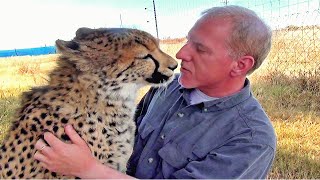 Man Reunites With African Cheetah BIG Cat After 1 Year Absence -  Do You Remember Me?  A Documentary
