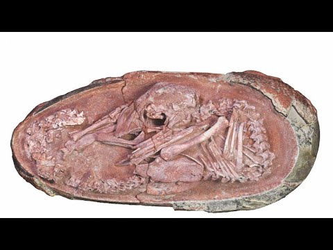 Around 70 million year old dinosaur embryo discovered in fossilized egg