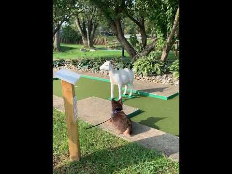 Stupid dog afraid of the big scary goat on the most awesome miniature golf course ever.