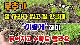 부추가 잘자라다 얇고 잘 안클때 이렇게 해야 굵어지고 수확도 빨라요 3년간 부추걱정 없이 무한리필 가능