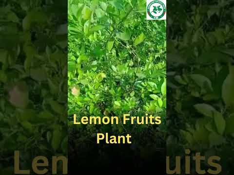 Full sun exposure green balaji lemon plant, for fruits