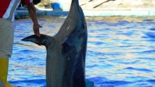 イルカショー（名古屋港水族館）