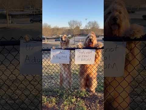 My dog got into big trouble with his friend @BrodieThatDood …