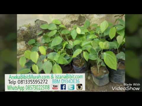 Berapa banyak mendapatkan tipis jika ada buah-buahan dan sayuran per minggu Merokok sebagai sarana untuk menurunkan berat badan