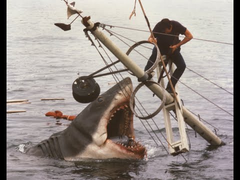 50th anniversary of 'Jaws': How the film impacted public perception of sharks
