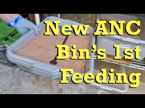 New African nightcrawler worm bin's first feeding - vermicomposting