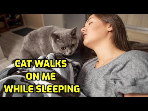 Why Do Cats Walk On You While You Sleep?