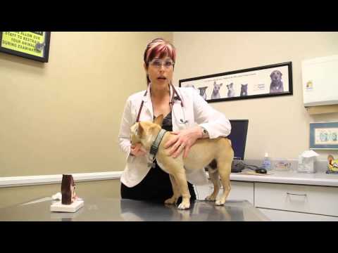 How to Clean a Dog's Ears With Vinegar and Water