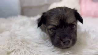 ハーフ犬の動画01