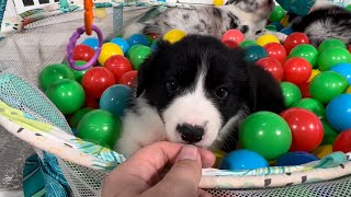 Video preview image #26 Border Collie Puppy For Sale in STRAFFORD, MO, USA