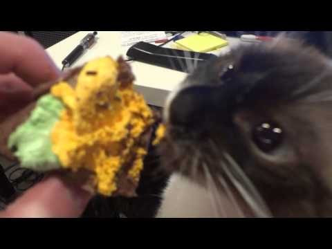 Кошка ест торт Cat eats sweet tooth
