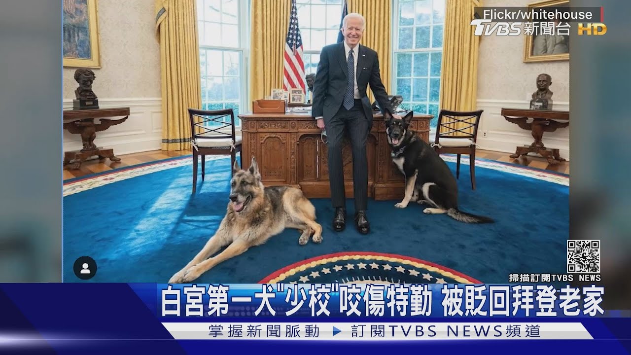 白宮第一犬「少校」咬傷特勤 被貶回拜登老家
