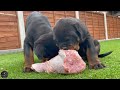 9 Weeks Old Rottweiler Puppies VS RAW Turkey Legs