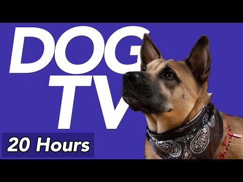 [No Ads] DOG TV - 20 Hour Forest Dog Walking Video - Virtual Dog Walk