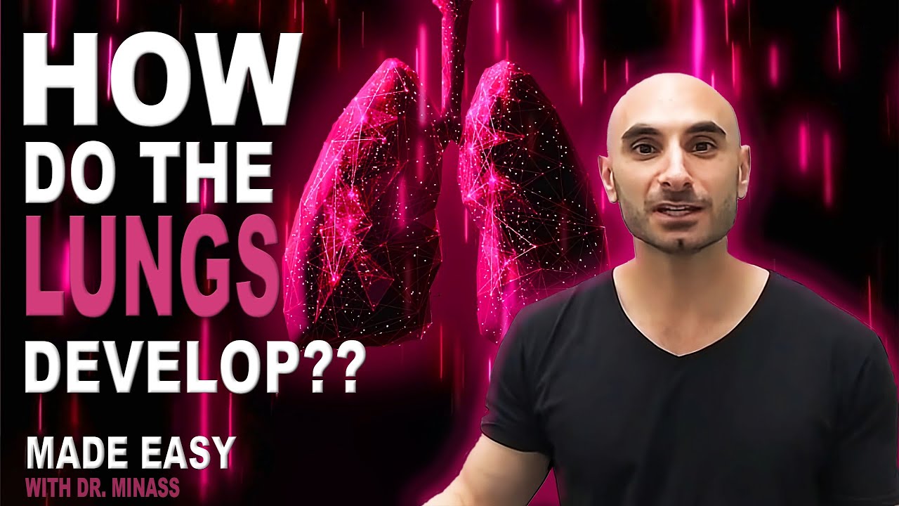 Embryology of the Lungs (Easy to Understand)