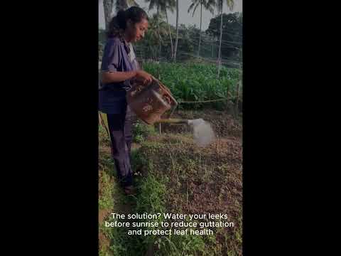 Protecting Tip Burn In Leeks