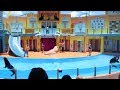 Complete Sea Lion High Show From Sea World Orlando 2017