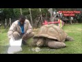 Zim Galapagos Oldest Tortoise Eating Vegetables