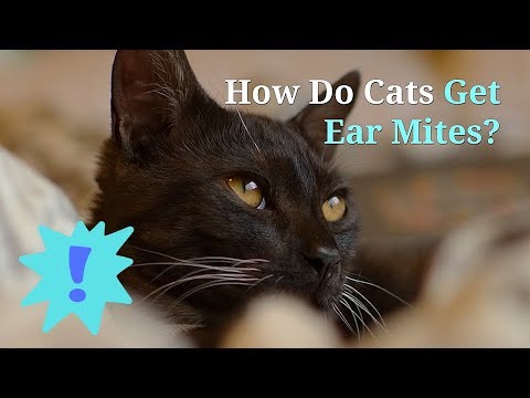 How Do Cats Get Ear Mites | Symptoms and Treatment