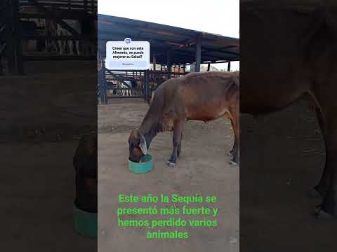 INTENSO VERANO EN GUARICO 2026