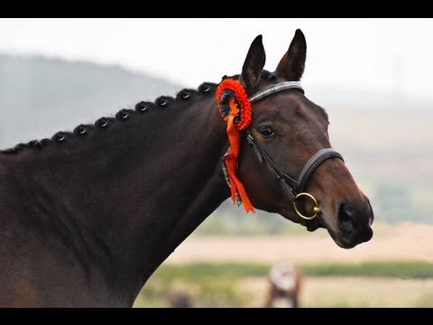 Solaris Extacy SSH Ster Mare by Amoureux