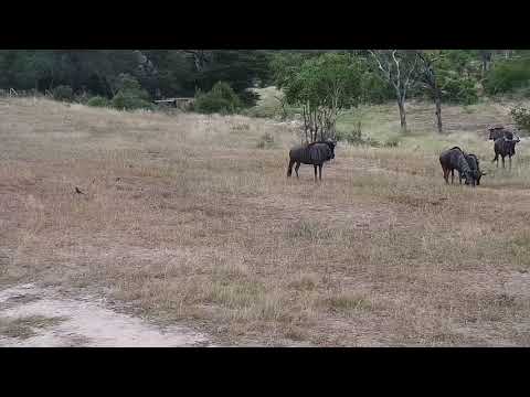 Djuma: Wildebeest herd 16:30 - 04/11/19