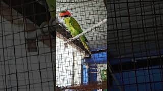 Download lagu burung bayan hinggap di jendela.. nenek sudah tua.. 😂 😂 mp3