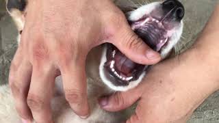 puppies 5 weeks! bite my hand with their sharp teeth